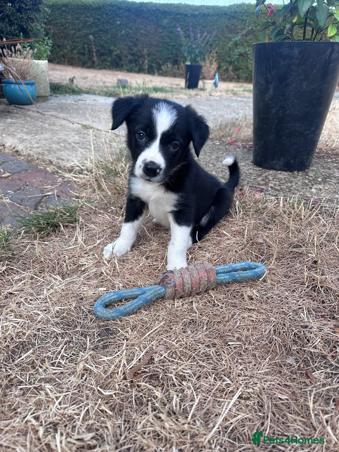 Border Collie dogs for sale: Working Border Collie Pups in Woodstock - Advert 7