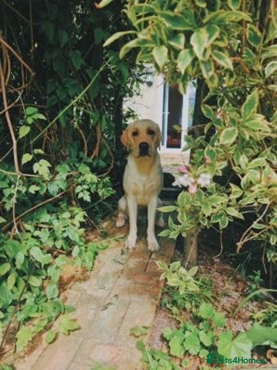 Labrador Retriever dogs for sale: Friendly labrador retriever - Advert 1