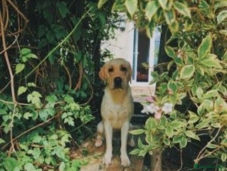 Labrador Retriever dogs Friendly labrador retriever - Advert 1