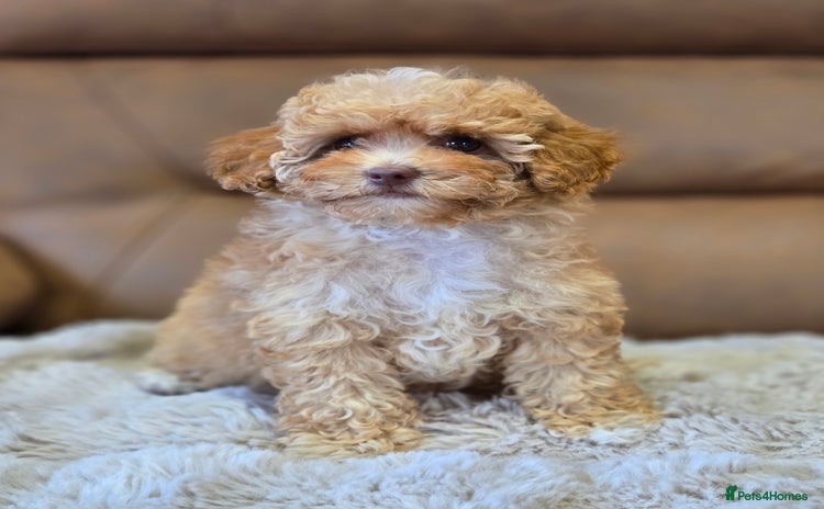 Cavapoo dogs - Advert 4