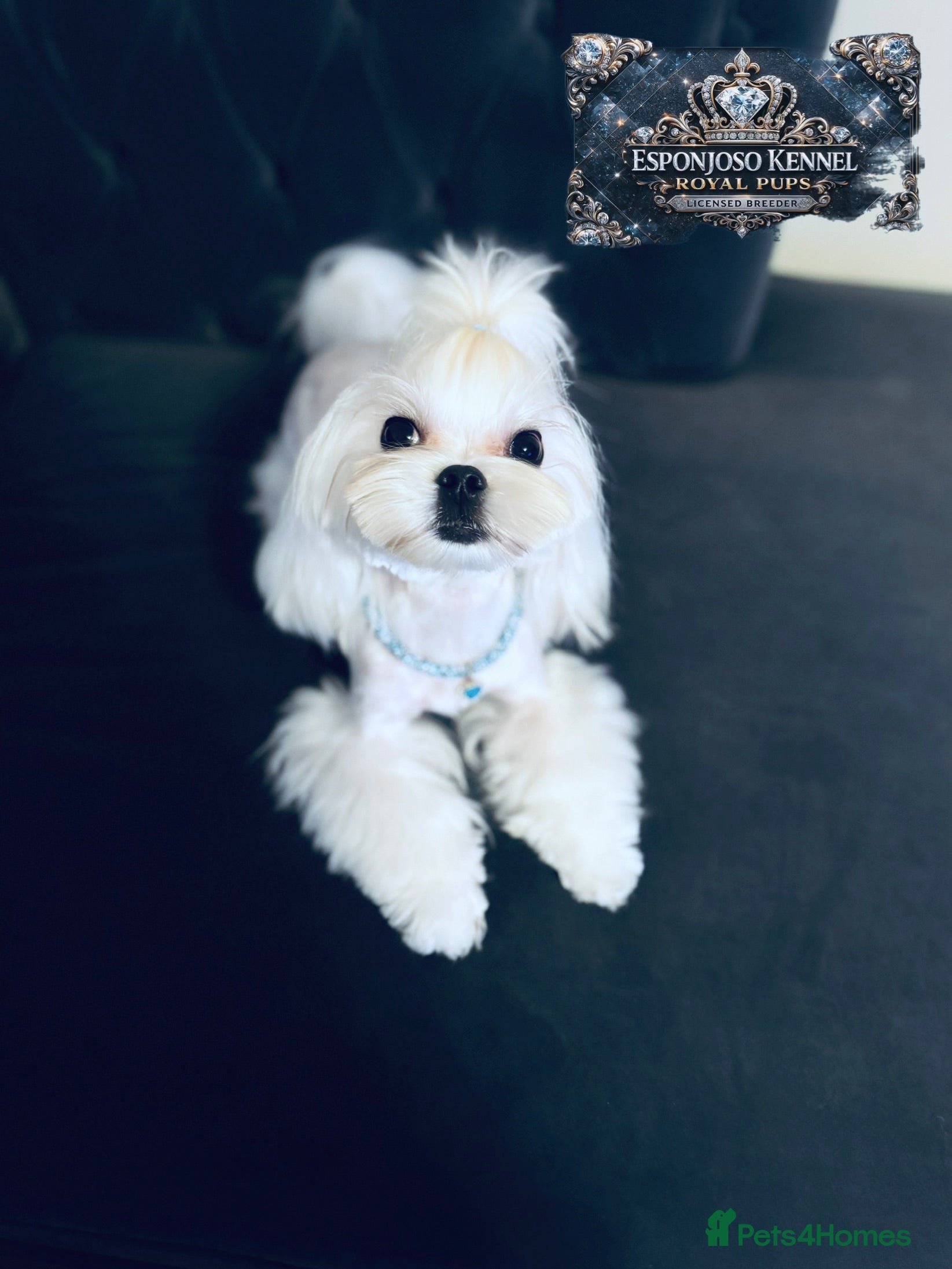 Maltese dogs 👑Exquisite KC Korean Maltese Stud DNA Clear👑 - Advert 10