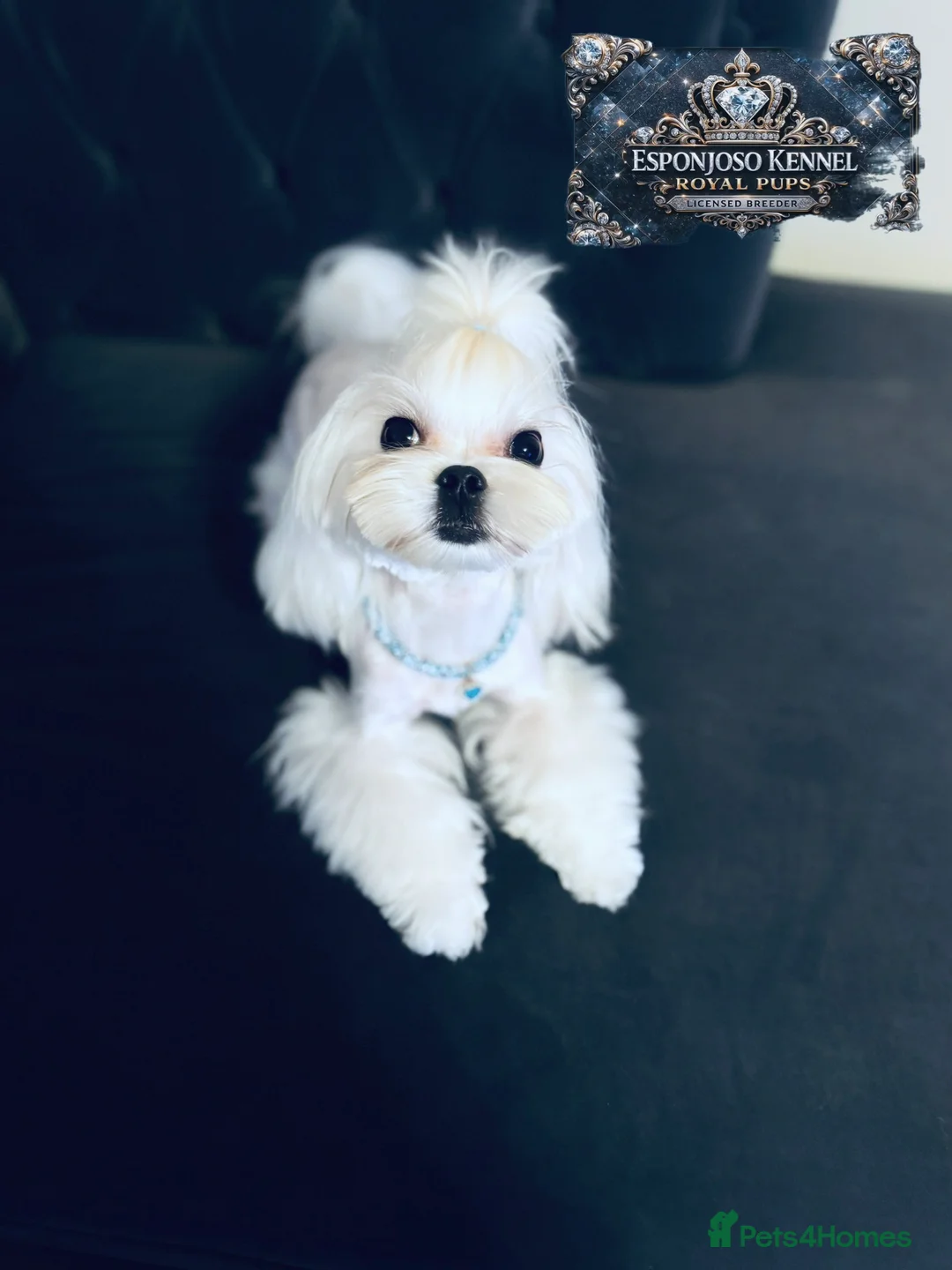 Maltese dogs for stud: 👑Exquisite KC Korean Maltese Stud DNA Clear👑 - Advert 1