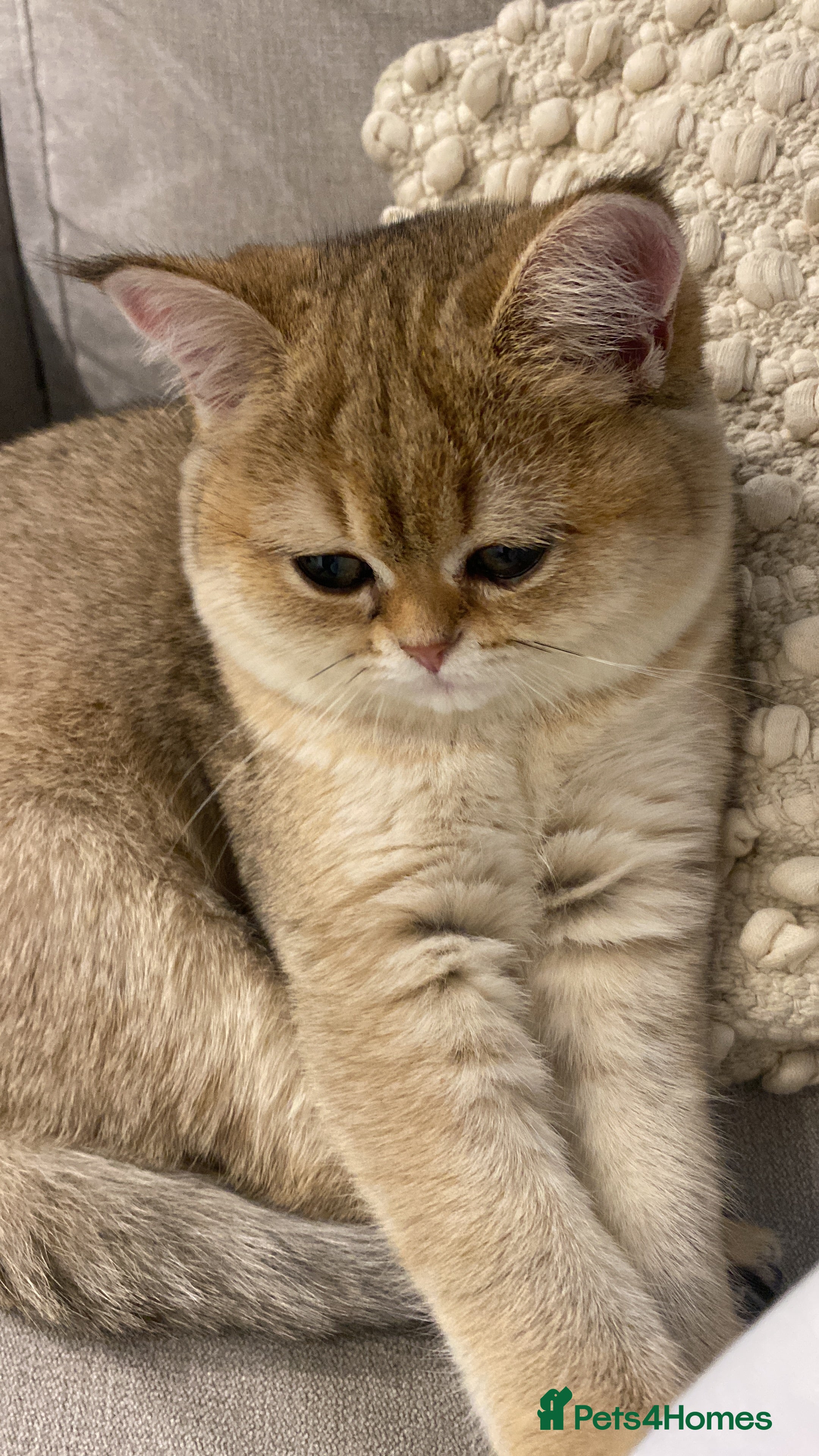 British Shorthair cats  British Golden Shorthair TikTok-sushikardi - Advert 2
