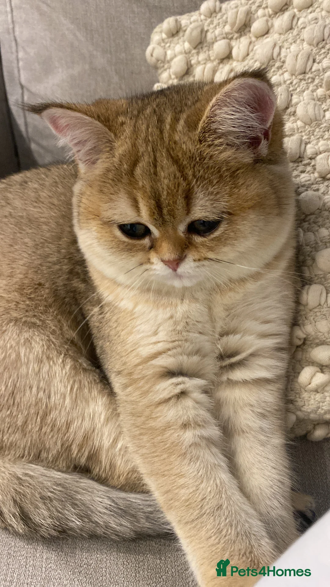 British Shorthair cats for sale:  British Golden Shorthair TikTok-sushikardi in London - Advert 2