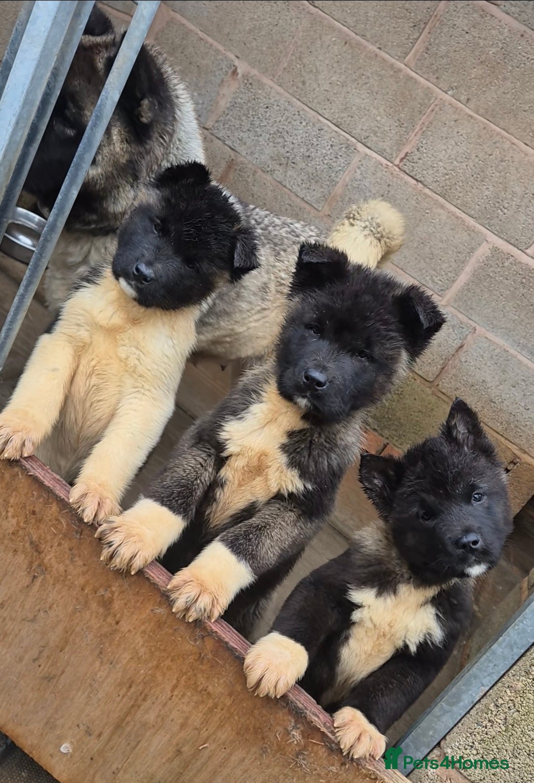 Akita dogs AMERICAN AKITA BLACK MASK BEARS - Advert 3