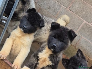 Akita dogs AMERICAN AKITA BLACK MASK BEARS - Advert 3