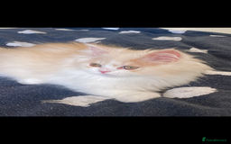 British Longhair cats for sale:  😻 BEAUTIFUL BLH 😻 2 boys READY TO LEAVE  in Milton Keynes - Image 3
