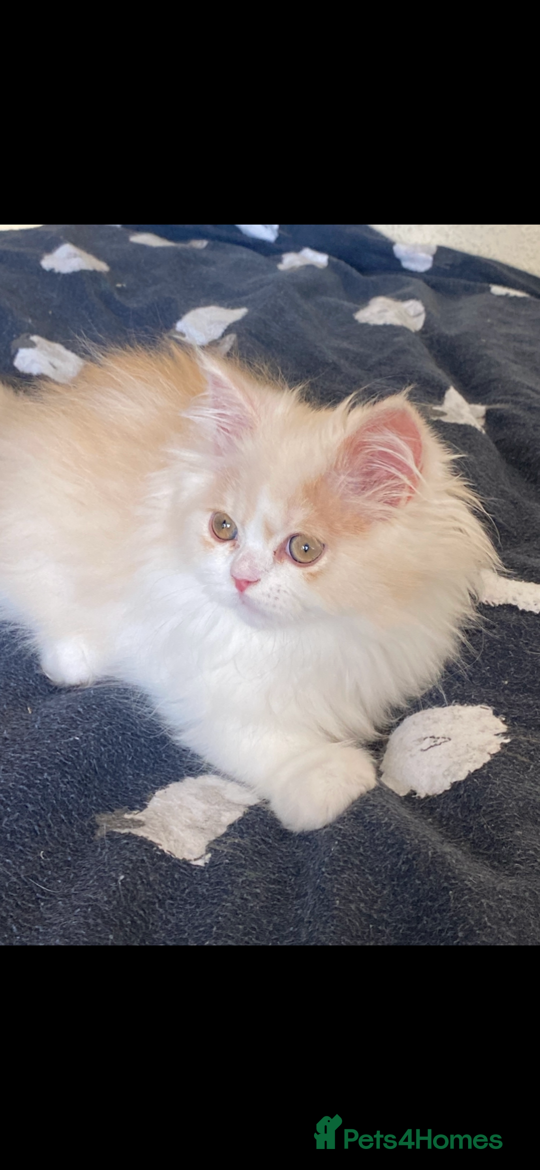 British Longhair cats for sale:  😻 BEAUTIFUL BLH 😻 2 boys READY TO LEAVE  in Milton Keynes - Image 3