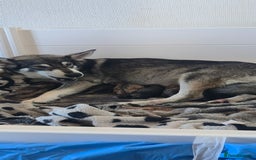 Mixed Breed dogs for sale: Northern Inuit cross American akita  - Image 24
