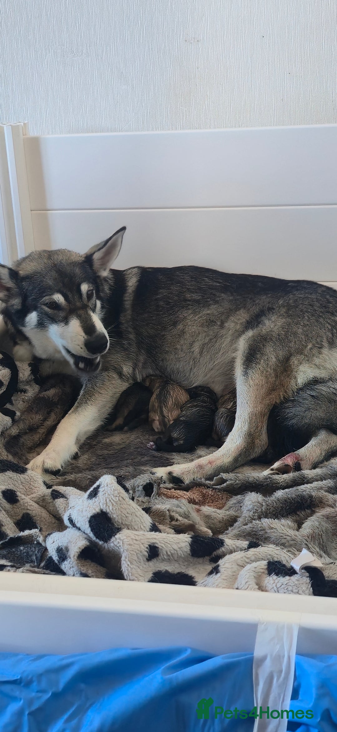 Mixed Breed dogs for sale: Northern Inuit cross American akita  - Image 24