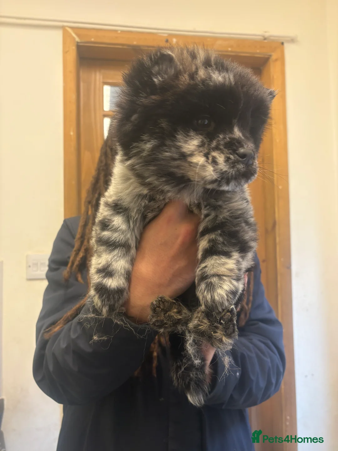 Chow Chow dogs for sale: Tri merle female puppy black white and lilac  - Advert 1