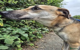 Mixed Breed dogs for adoption: JACK FOR ADOPTION OR FOSTER IN CORNWALL OR DEVON - Image 20