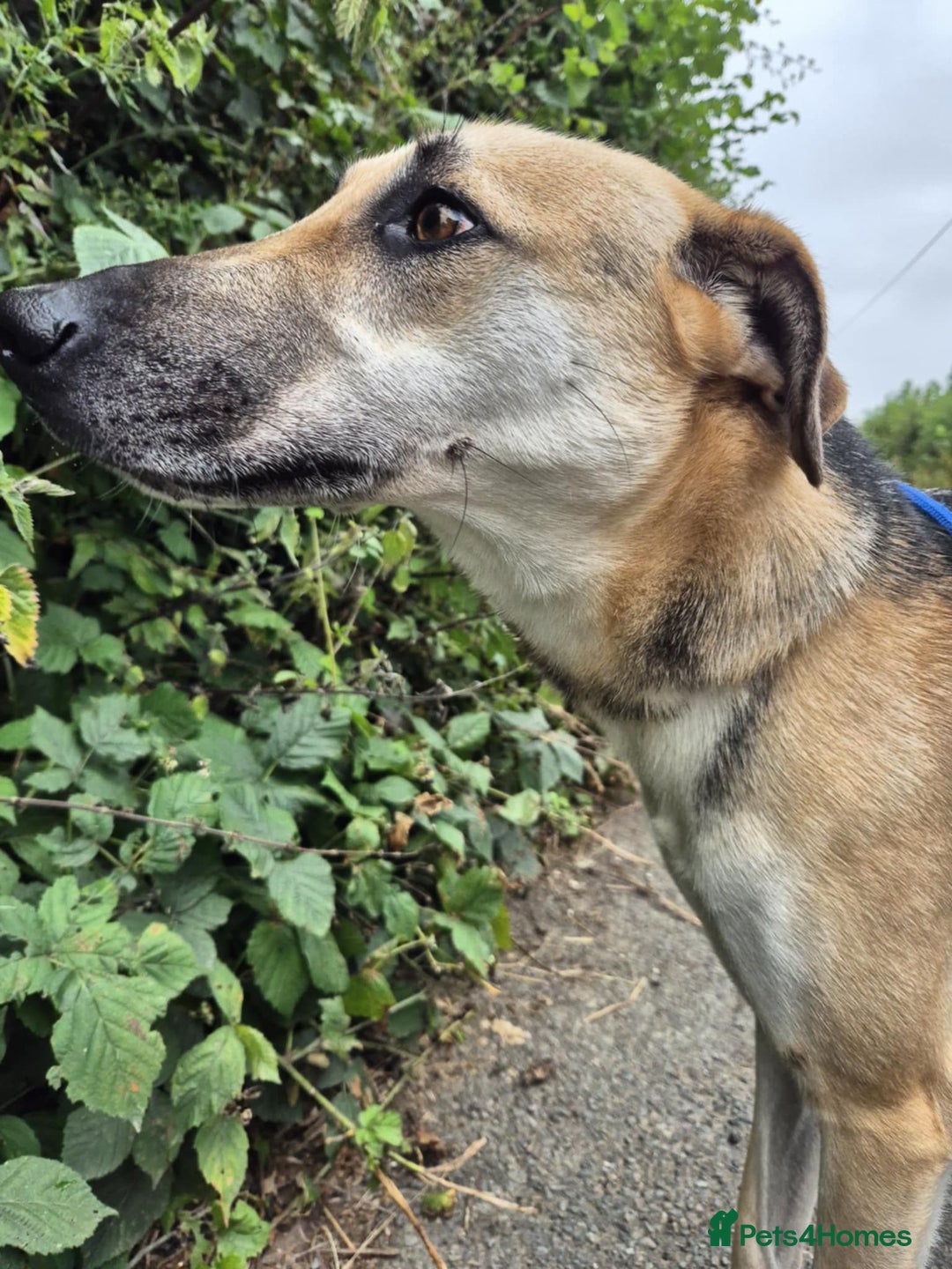 Mixed Breed dogs for adoption: JACK FOR ADOPTION OR FOSTER IN CORNWALL OR DEVON - Image 20