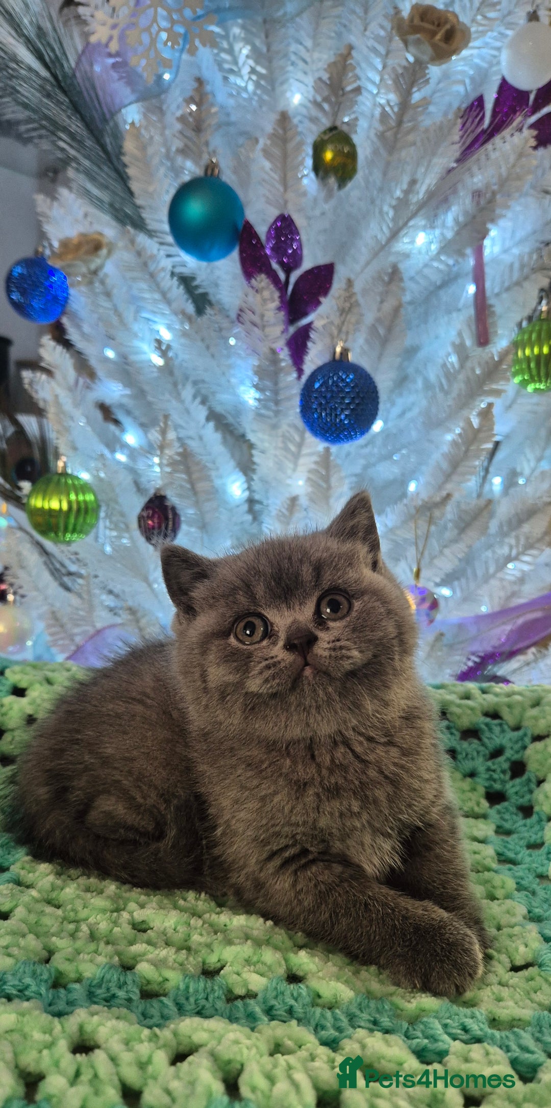 British Shorthair cats for sale: **Stunning TICA Registered Kittens** - Advert 13