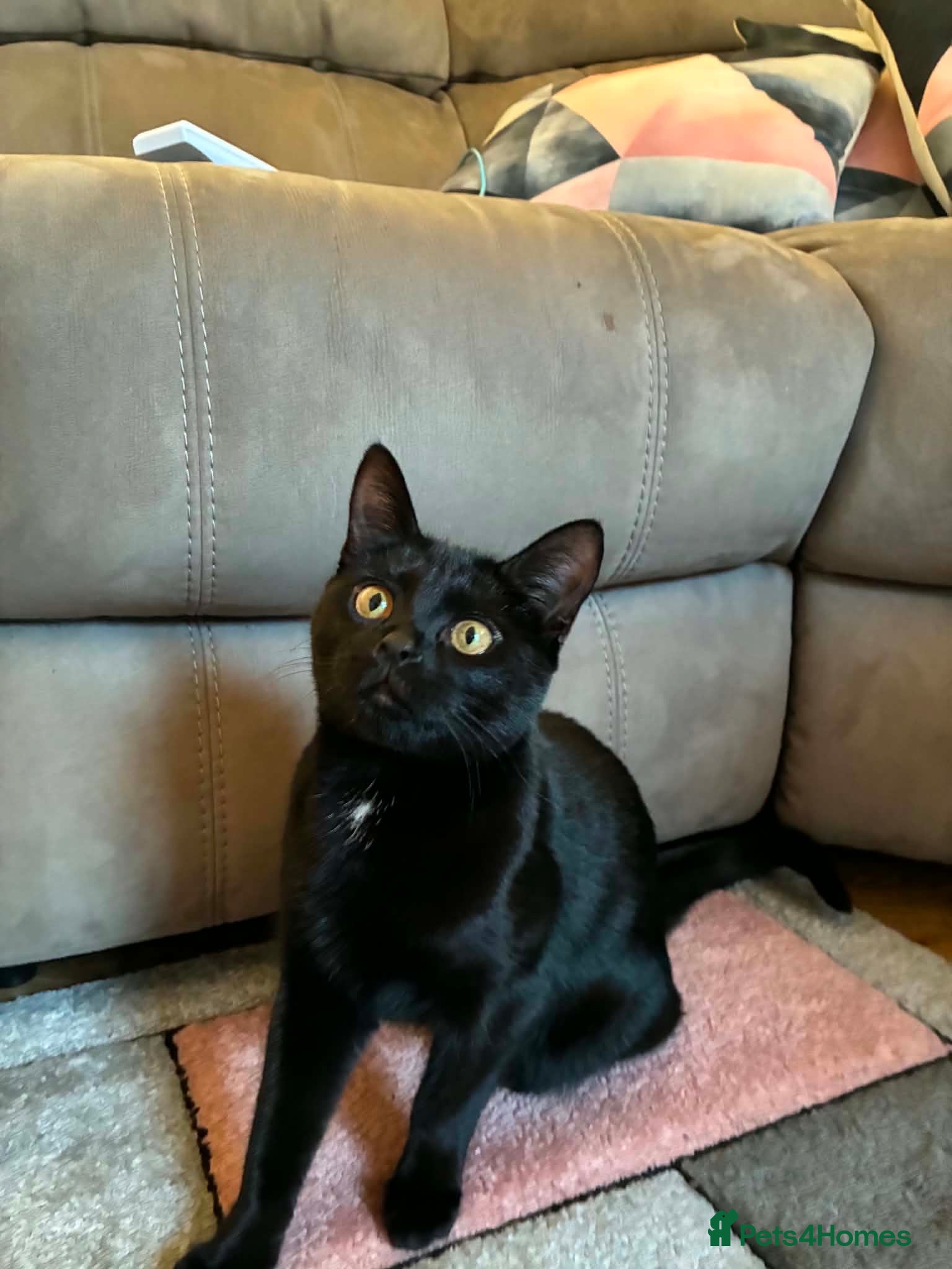 Mixed Breed cats 28 week old kitten - Advert 6