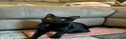 Mixed Breed cats for sale: 28 week old kitten - Advert 1