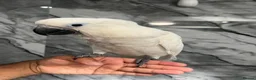 Cockatoo birds for sale: Baby HandReared Super Tame Cuddly Umbrella Cockato in Nottingham - Advert 4