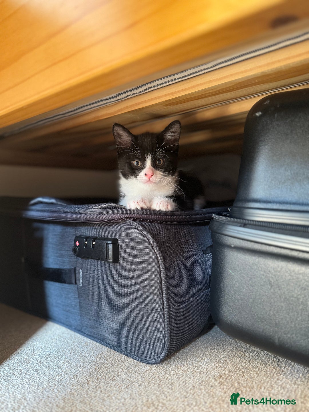 British Shorthair cats for sale: 12 week old female kitten for sale. - Image 1