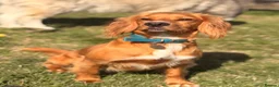 Cocker Spaniel dogs for adoption: Kairo the Gorgeous Goofy Golden Boy - Advert 7