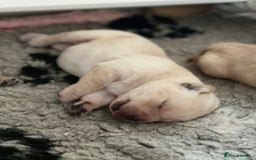 Labrador Retriever dogs for sale: Labrador puppies - Image 6
