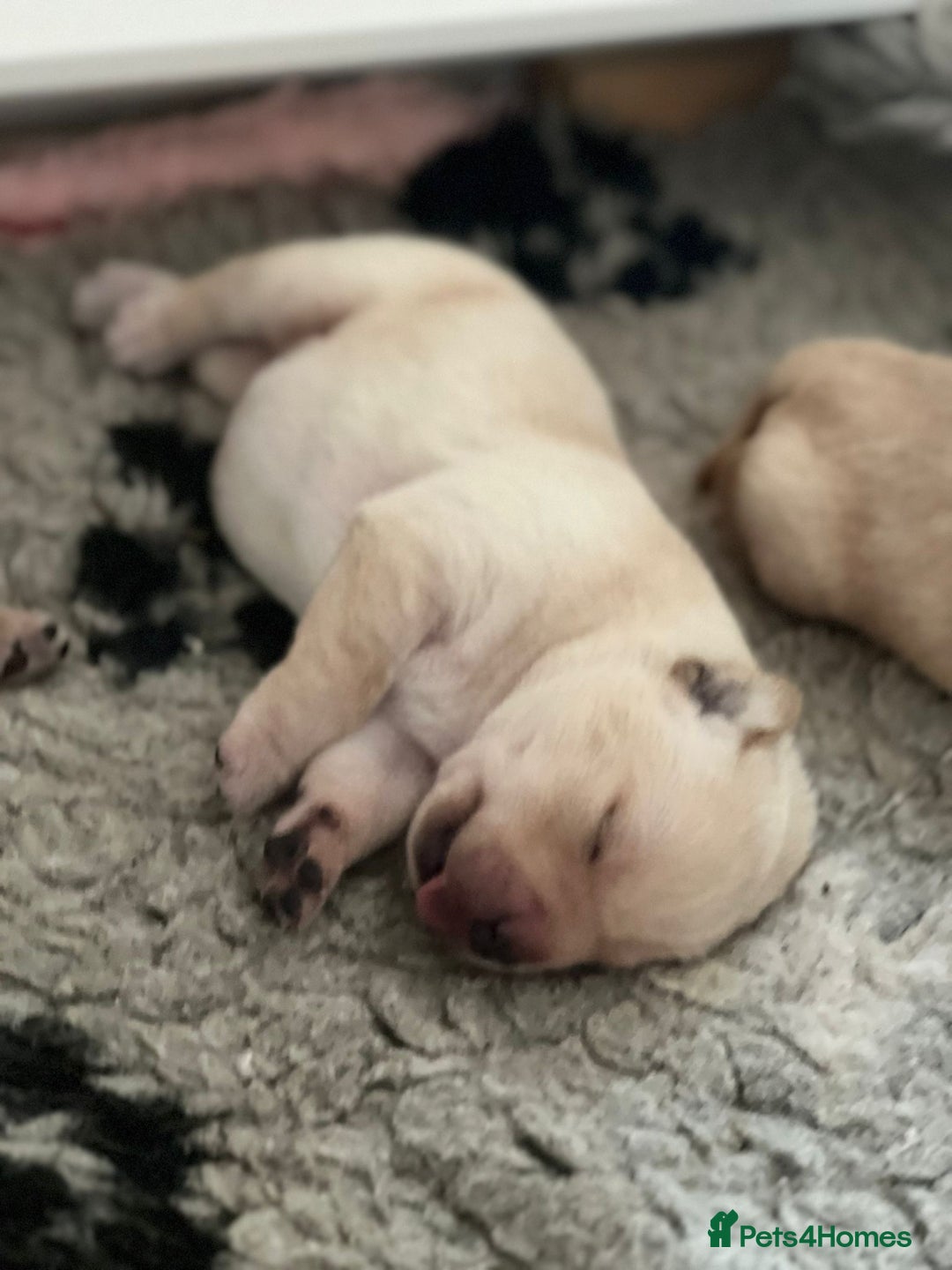 Labrador Retriever dogs for sale: Labrador puppies - Image 6