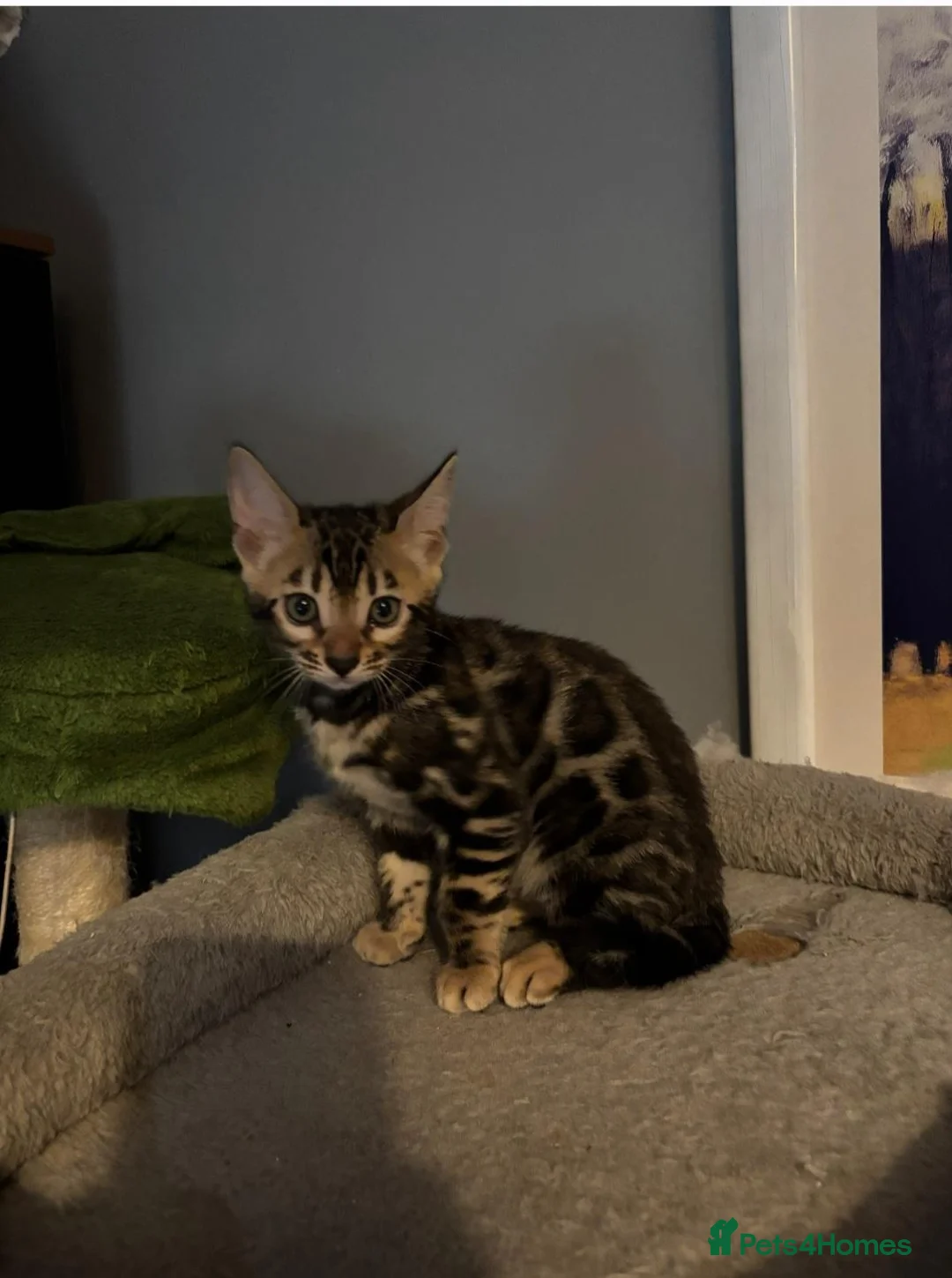 Bengal cats for sale: Pedigree Bengal Kittens  - Advert 22
