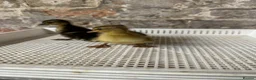 Ducks poultry for sale: Call ducklings Unsexed duck ducklings  - Advert 2