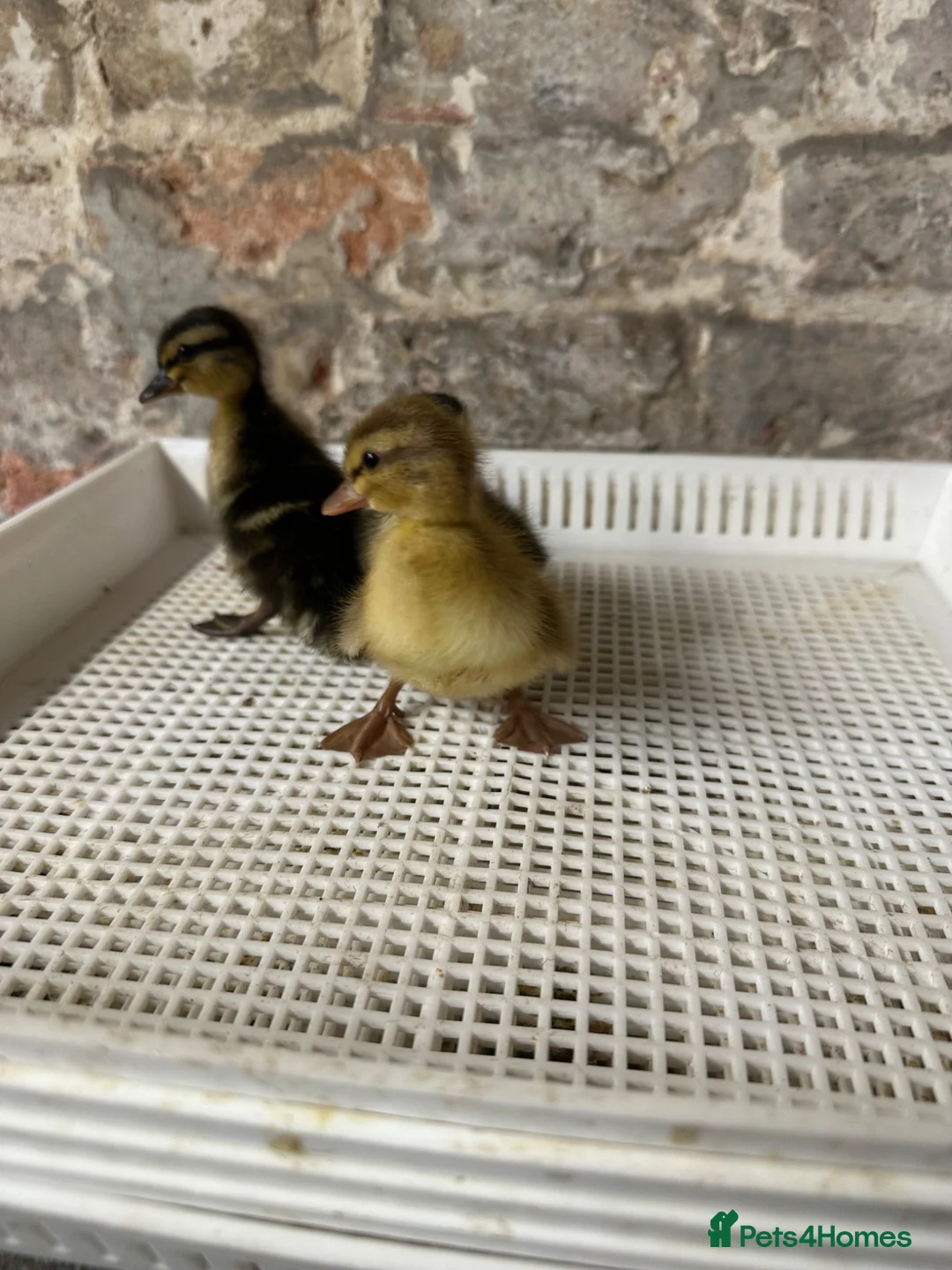 Ducks poultry for sale: Call ducklings Unsexed duck ducklings  - Advert 2