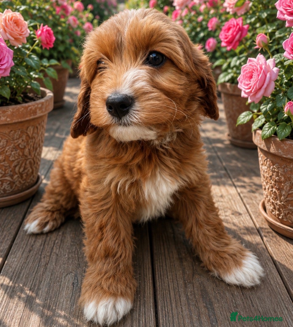 Cavapoo dogs Cavapoo Ready this week  - Advert 1