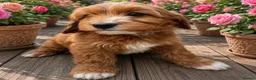 Cavapoo dogs for sale: Cavapoo Ready this week  - Advert 1