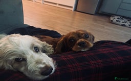 Cavalier King Charles Spaniel dogs for sale: Cavalier King Charles spaniel  - Image 3