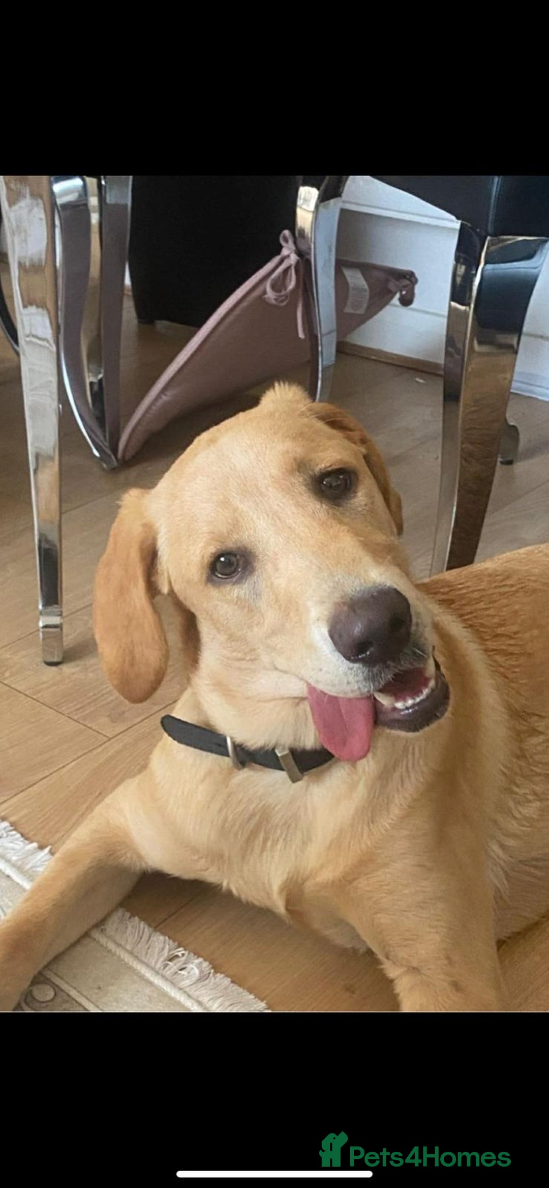 Labrador Retriever dogs for sale: 1 year old golden retriver - Advert 1