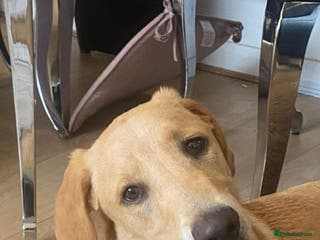 Labrador Retriever dogs 1 year old golden retriver - Advert 13
