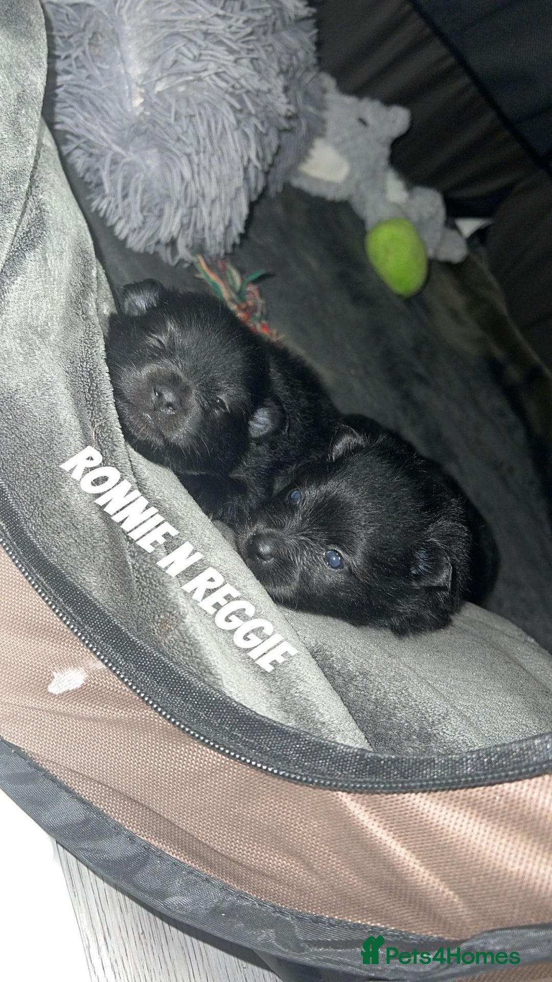 Pomeranian dogs for sale: 😍😍😍 beautiful pom pups 😍😍😍 - Image 13