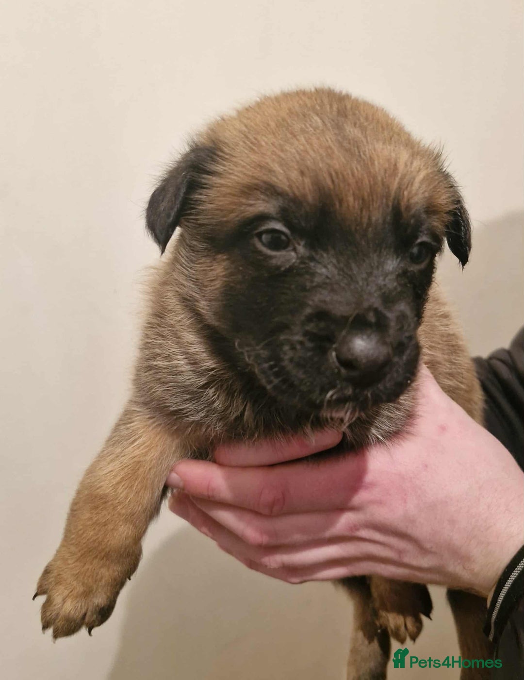 Belgian Shepherd Dog dogs for sale: Belgium malinois pups dad kc regged  - Advert 10