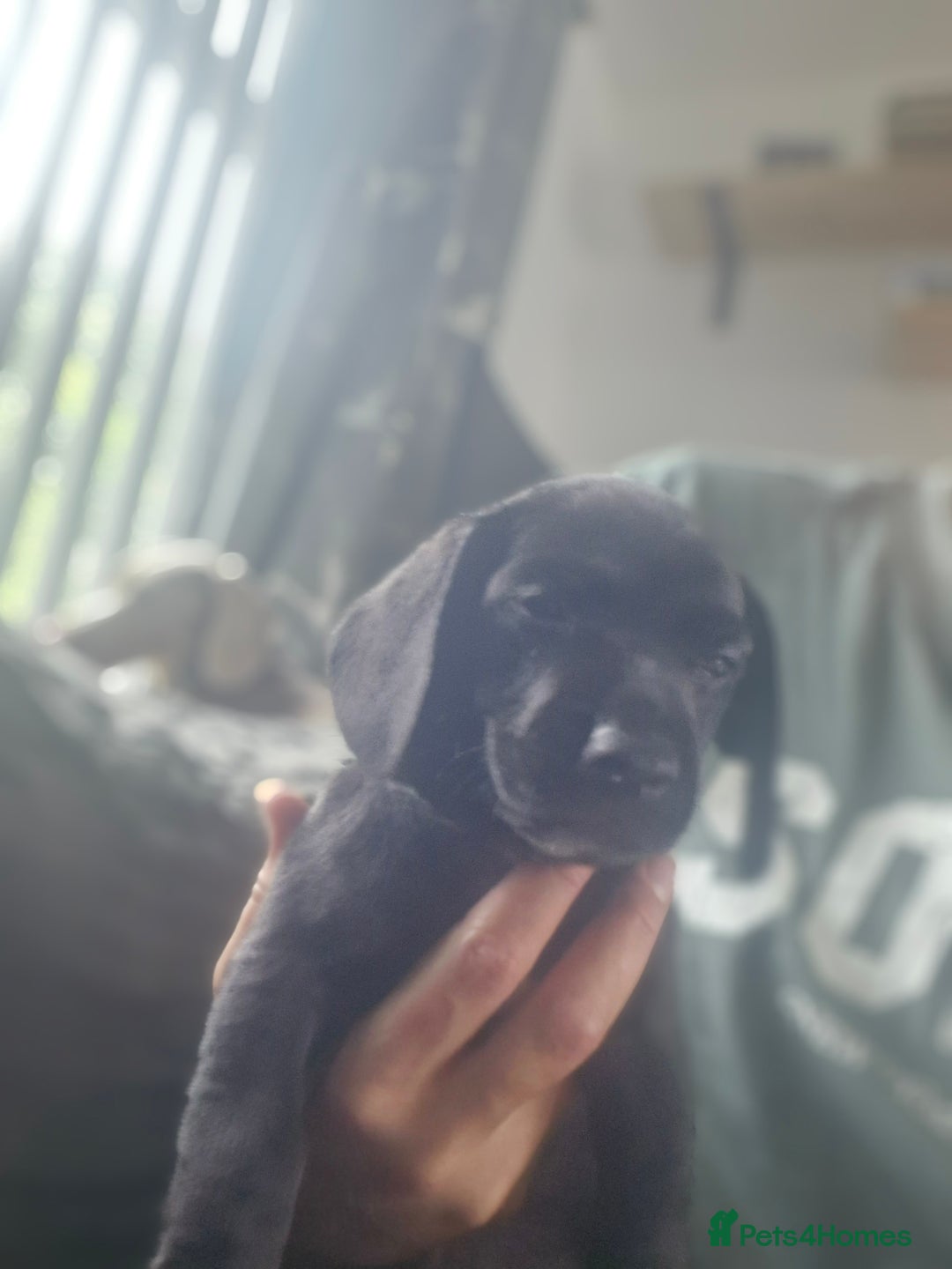 Miniature Dachshund dogs for sale: Miniature dachshund  - Image 22