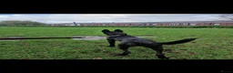 Belgian Shepherd Dog dogs for sale: Dutch Shepherd Puppies - Advert 9