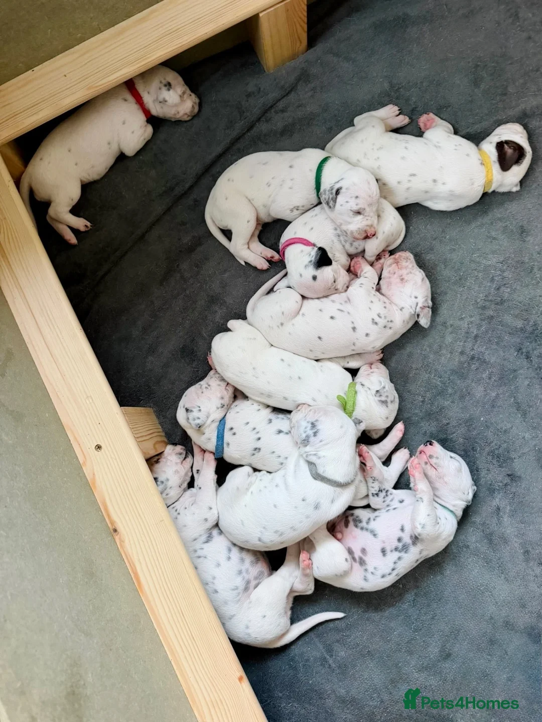 Dalmatian dogs for sale: Dalmatian Puppies - Advert 2