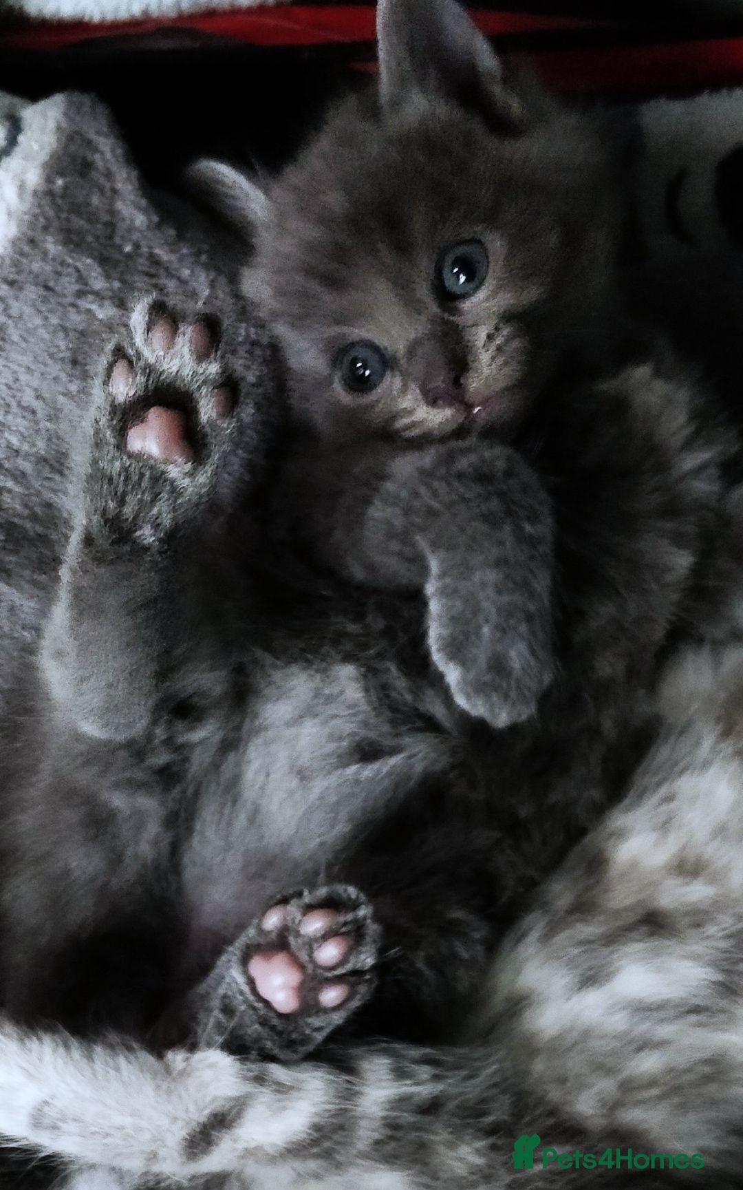 Russian Blue cats ADORABLE RUSSIAN BLUE KITTENS 8 WEEKS OLD  - Advert 1