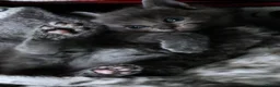 Russian Blue cats for sale: ADORABLE RUSSIAN BLUE KITTENS 8 WEEKS OLD  - Advert 1