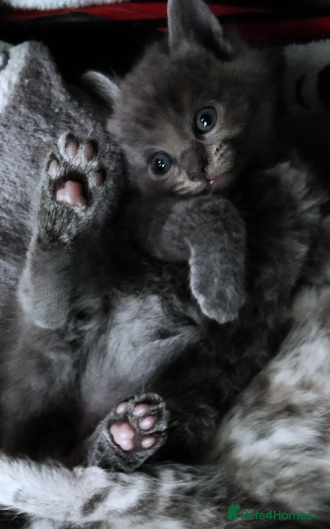 Russian Blue cats for sale: ADORABLE RUSSIAN BLUE KITTENS 8 WEEKS OLD  - Advert 1