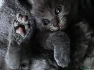 Russian Blue cats ADORABLE RUSSIAN BLUE KITTENS 8 WEEKS OLD - Advert 1