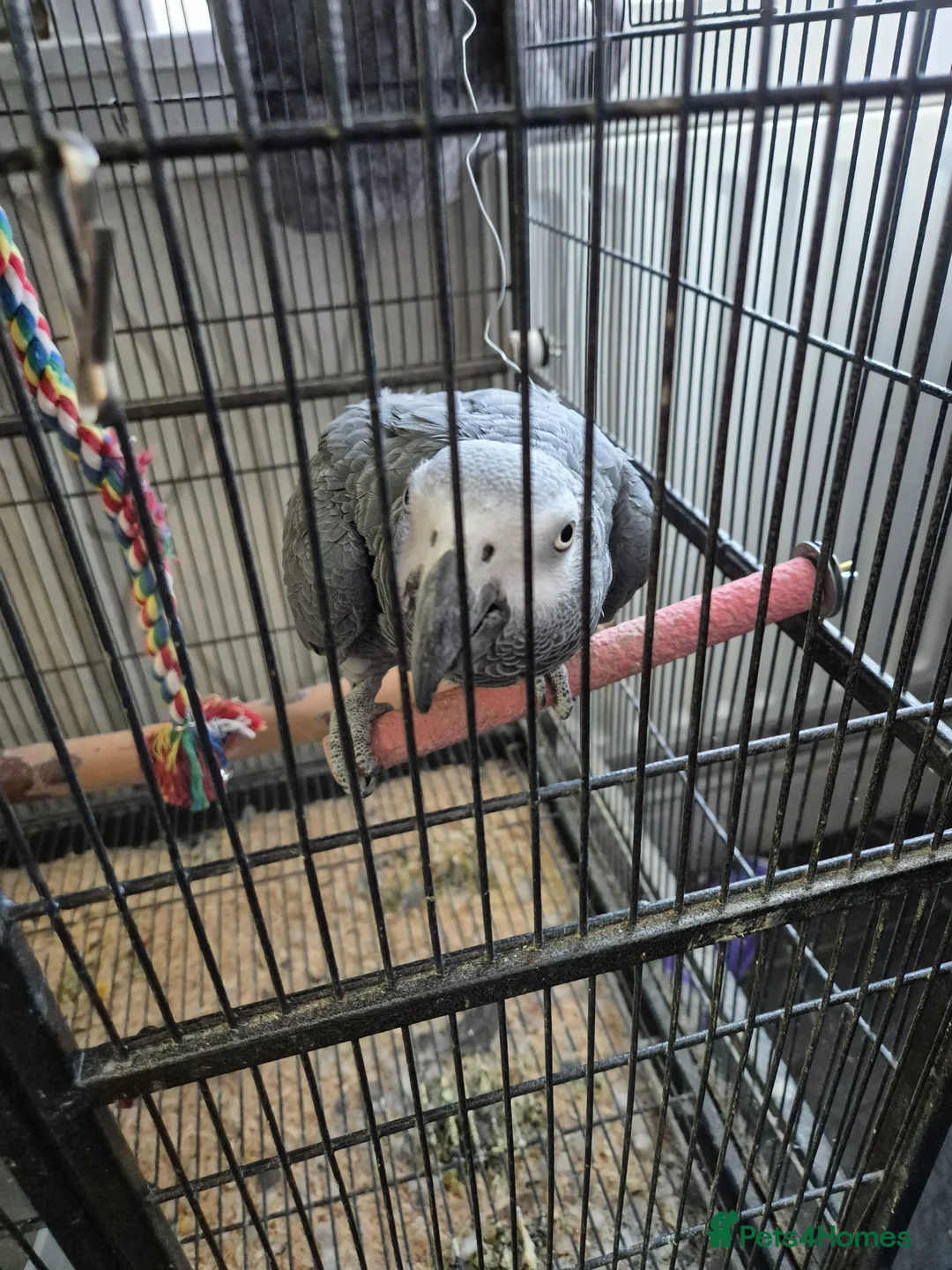 Parrots birds for sale: 3 x african greys - Advert 1