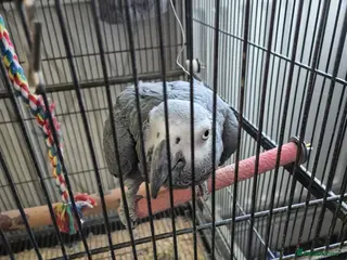 Parrots birds 3 x african greys - Advert 2