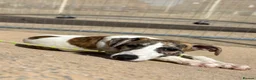 Whippet dogs for sale: EUROPEAN KC BRINDLE WHIPPET - Advert 10