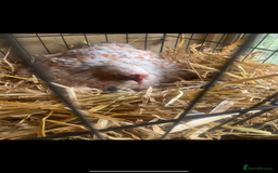 Chickens poultry for sale: Pekin bantam growers  - Image 4