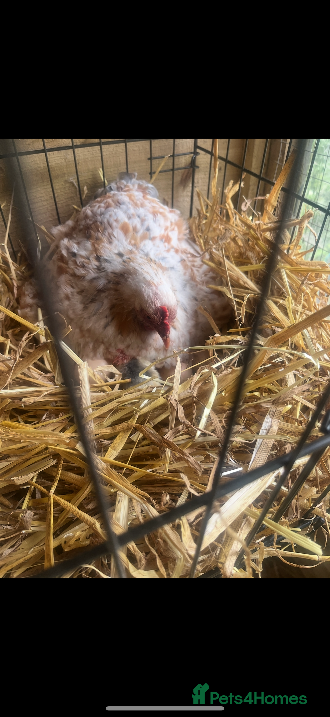 Chickens poultry for sale: Pekin bantam growers  - Image 4