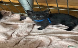 British Shorthair cats for sale: Litter of 5 lovely kittens  - Image 16