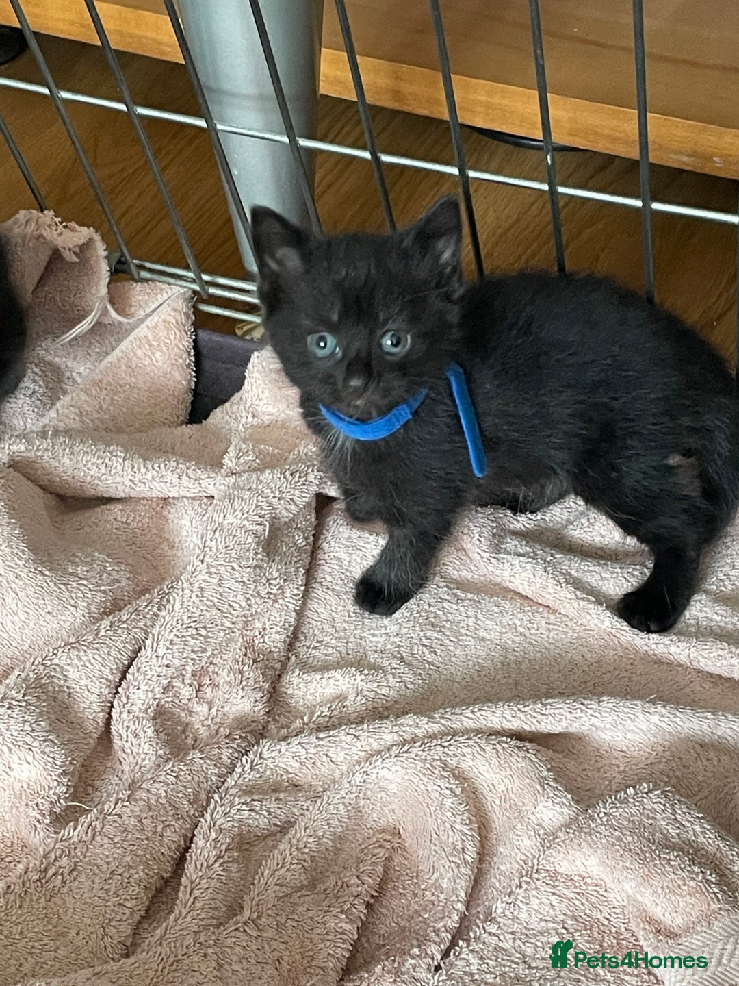 British Shorthair cats for sale: Litter of 5 lovely kittens  - Image 16