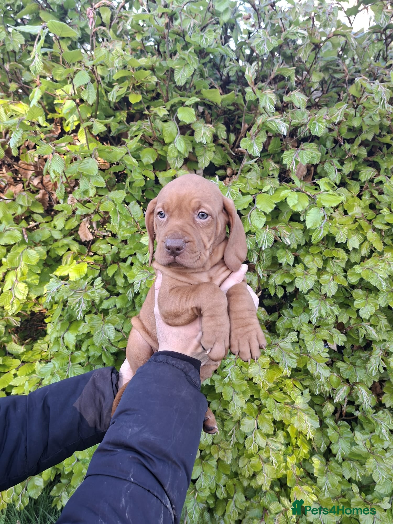 Hungarian Vizsla dogs for sale: Beautiful Hungarian Vizsla Puppies For Sale  - Advert 7